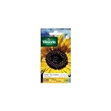 foto: comprar Vilmorin - Paquete semillas Sol girasol flor gigante on-line, mejor precio 5,90 € nuevo 2024-2023 éxito de ventas, revisión