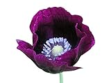 photo: You can buy 3000 Seeds of Lauren’s Grape Somniferum Poppy Seeds online, best price $16.99 ($1,699.00 / Ounce) new 2024-2023 bestseller, review