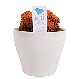photo: You can buy Costa Farms, Premium Live Indoor Desert Gems Orange Cacti, Tabletop Plant, White Gloss Euro Ceramic Decorator Pot, Shipped Fresh From Our Farm, Excellent Gift online, best price $33.99 new 2024-2023 bestseller, review