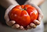 foto: jetzt Tomatensamen