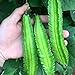 photo 20 Pcs Non-GMO Winged Bean Seeds Psophocarpus Tetragonolobus Natural Green Seeds,for Growing Seeds in The Garden or Home Vegetable Garden 2024-2023
