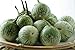 photo Thai Round Green Eggplant Seeds (50 Seed Pack) 2024-2023
