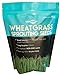 photo Wheatgrass Seeds | Non GMO | Grown in USA Wheat Grass Seeds | from Our Farm to Your Table (1 Pound) 2024-2023