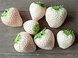 photo: You can buy White Strawberry Seeds - 1,000+ Seeds - White Pineberry Seeds - Made in USA, Ships from Iowa. online, best price $19.98 ($0.02 / Count) new 2024-2023 bestseller, review