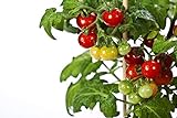 photo: You can buy 50 Tiny Tim Tomato Seeds - Patio Tomato, Dwarf Heirloom, Cherry Tomato - by RDR Seeds online, best price $12.99 ($0.26 / Count) new 2024-2023 bestseller, review