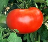 photo: You can buy 110+ Big Boy Organic NON-GMO Tomato Seeds - My Secret Garden - UPC742137106032 online, best price $4.59 new 2024-2023 bestseller, review