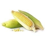photo: You can buy Kandy Korn Hybrid Corn Garden Seeds - 1 Lb - Non-GMO Vegetable Gardening Seeds - Yellow Sweet (SE) Corn Seed & Micro Shoots online, best price $30.93 ($1.93 / Ounce) new 2024-2023 bestseller, review