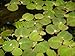 foto Desconocido Planta de Acuario o Estanque. Phyllantus fluitans.8 Plantas flotantes.Pecera 2024-2023