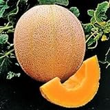 photo: You can buy Seed Kingdom Cantaloupe Hales Best Jumbo Melon Heirloom Vegetable 3,000 Seeds online, best price $12.45 new 2024-2023 bestseller, review