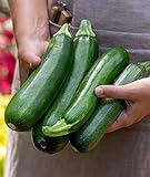 photo: You can buy Burpee Fordhook Zucchini Summer Squash Seeds 50 seeds online, best price $7.16 new 2024-2023 bestseller, review