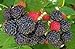 photo Raspberry Great Garden Fruit Bush by Seed Kingdom (800 Seeds) 2024-2023