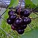 foto CHTING 100 Stück Traubenkerne Charme Obst kontinuierliche Aussaat während des ganzen Jahres kann kontinuierlich geerntet werden, Garten DIY Dekoration, geliebt und respektiert von Kunden 2024-2023