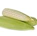 photo David's Garden Seeds Corn Dent Hickory King 2993 (White) 50 Non-GMO, Heirloom Seeds 2024-2023