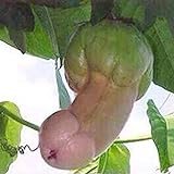 foto: jetzt 30 Stück Penis Melone Kürbiskerne Gartenhof Bonsai Köstliche Gemüsepflanzen Gartenpflanzensamen 30 Stück Online, bester Preis 1,48 € neu 2024-2023 Bestseller, Rezension