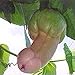 foto 30 Stück Penis Melone Kürbiskerne Gartenhof Bonsai Köstliche Gemüsepflanzen Gartenpflanzensamen 30 Stück 2024-2023