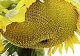 photo: You can buy 25 Seeds (BTL) Sunzilla Sunflower online, best price $40.00 new 2024-2023 bestseller, review