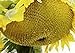 photo 25 Seeds (NS) Sunzilla Sunflower 2024-2023