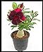 foto Rosa del desierto, plantación y jardinería sencillas, colorida, floral y ornamental-3Bulbos 2024-2023