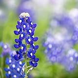 photo: You can buy Texas Bluebonnet Seeds (Lupinus texensis) - Over 1,000 Premium Seeds - by 'createdbynature' online, best price $9.99 new 2024-2023 bestseller, review