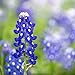 photo Texas Bluebonnet Seeds (Lupinus texensis) - Over 1,000 Premium Seeds - by 'createdbynature' 2024-2023