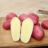 photo: acheter végétales100Pcs/Sac végétales Delicious Non OGM Rare Red Skin Potato Vegetable Seeds for Farm - Graines de pommes de terre en ligne, meilleur prix 0,01 € nouveau 2024-2023 best-seller, examen