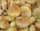 photo: You can buy Onion Seeds - Borettana Cippolini - Classic Button Shape - 