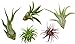 photo Variety Pack of Small Tillandsia Air Plants, Assortment of Exotic, Low Maintenance Live Air Plants Including Ionantha Rubra, Caput-Medusae, Harrissi, Velutina, & Ionantha Fuego Plants! (Set of 5) 2024-2023