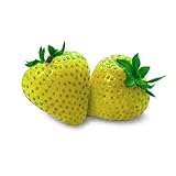foto: jetzt Gelbe Erdbeere 20+ Samen (Der Blickfang im Garten) Online, bester Preis 1,99 € neu 2024-2023 Bestseller, Rezension