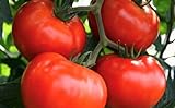 photo: You can buy 250 Tomato Seeds Manitoba| Non-GMO | Fresh Garden Seeds online, best price $5.95 ($0.02 / Count) new 2024-2023 bestseller, review