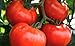 photo 250 Tomato Seeds Manitoba| Non-GMO | Fresh Garden Seeds 2024-2023