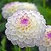 foto Hermosas flores cortadas,Bulbos de dalia,Decoración de balcón,Decoración hogareña,Plantas ornamentales-2 Bulbos,Blanco 2024-2023