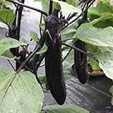 photo: You can buy Millionaire Purple Hybrid Eggplant Garden Seeds - 25 Seeds - Non-GMO, Vegetable Gardening Seed - Egg Plant online, best price $3.79 new 2024-2023 bestseller, review