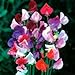 photo Beautiful Royal Sweet Pea Flower, 25 Heirloom Flower Seeds Per Packet, Non GMO Seeds 2024-2023
