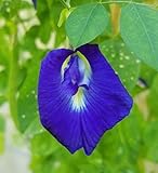 photo: You can buy Butterfly Pea Vine Seeds: Rich Royal Blue, Clitoria ternatea, Bunga telang, Edible/Tea and Decorative, Butterfly Garden/Host Plant (20+ Seeds) from USA! online, best price $6.99 new 2024-2023 bestseller, review