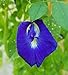 photo Butterfly Pea Vine Seeds: Rich Royal Blue, Clitoria ternatea, Bunga telang, Edible/Tea and Decorative, Butterfly Garden/Host Plant (20+ Seeds) from USA! 2024-2023
