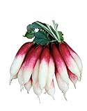 photo: You can buy Burpee Fire 'n Ice Radish Seeds 300 seeds online, best price $6.98 new 2024-2023 bestseller, review