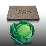 photo: acheter 100 graines - CHOU CABUS - de Brunswick - Brassica oleracea en ligne, meilleur prix 2,19 € (0,02 € / unité) nouveau 2024-2023 best-seller, examen