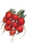 photo: You can buy Burpee Cherry Belle Radish Seeds 2000 seeds online, best price $9.96 new 2024-2023 bestseller, review
