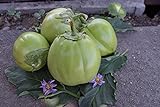 foto: jetzt Aubergine Samen Thai-Aubergine Grüne Schale Pflanzen Gemüse Obst Samen für die Bepflanzung Garten Outdoor Indoor Online, bester Preis 3,00 € neu 2024-2023 Bestseller, Rezension