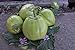 foto Aubergine Samen Thai-Aubergine Grüne Schale Pflanzen Gemüse Obst Samen für die Bepflanzung Garten Outdoor Indoor 2024-2023