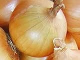 photo: You can buy Onion, Texas Early Grano Onion Seeds, Heirloom, Non GMO 25+ Seeds, Short Day, Vidiala Type online, best price $1.99 new 2024-2023 bestseller, review