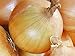 photo Onion, Texas Early Grano Onion Seeds, Heirloom, Non GMO 25+ Seeds, Short Day, Vidiala Type 2024-2023