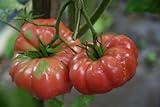 photo: You can buy 75+ Giant Belgium Tomato Seeds- Heirloom Variety online, best price $3.99 new 2024-2023 bestseller, review