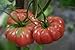 photo 75+ Giant Belgium Tomato Seeds- Heirloom Variety 2024-2023