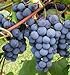 photo Grape Seeds - Concord Grape Seeds (30) 2024-2023