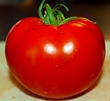 photo: You can buy Celebrity Tomato 45 Seeds -Disease Resistant! online, best price $2.99 new 2024-2023 bestseller, review