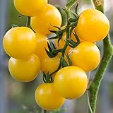 photo: You can buy Currant Yellow Cherry Tomato Seeds for Planting - 250 mg Packet ~60 Seeds - Solanum lycopersicum - Farm & Garden Vegetable Seeds - Cherry Tomato Seed -Non-GMO, Heirloom, Open Pollinated, Annual online, best price $3.29 new 2024-2023 bestseller, review