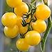 photo Currant Yellow Cherry Tomato Seeds for Planting - 250 mg Packet ~60 Seeds - Solanum lycopersicum - Farm & Garden Vegetable Seeds - Cherry Tomato Seed -Non-GMO, Heirloom, Open Pollinated, Annual 2024-2023