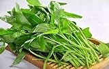 photo: You can buy Swamp Cabbage 100PCS Seeds Delicious Green Leaf Vegetable Yard Garden Plant online, best price $11.99 new 2024-2023 bestseller, review