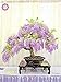 foto 10pcs semillas de glicina raras flores púrpura Wisteria Bonsai Semillas Mini Bonsai Árbol de la planta ornamental de interior para la decoración casera 2024-2023